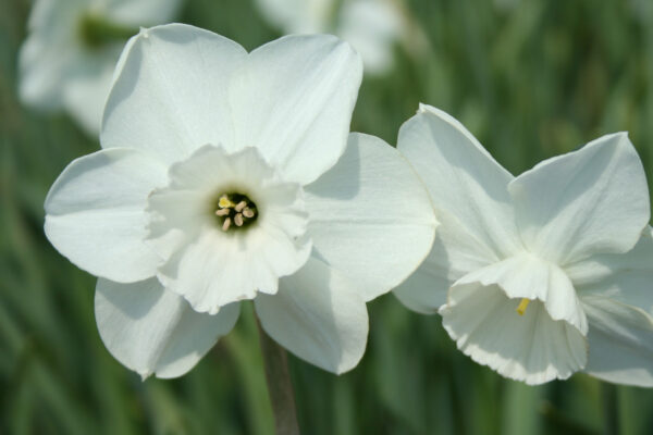 Narcissus 'Stainless'