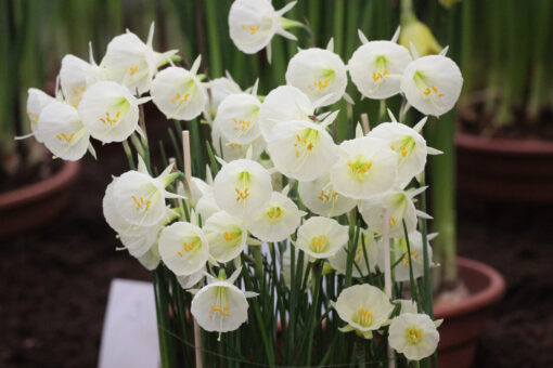 Narcissus 'Arctic Bells' - Afbeelding 3