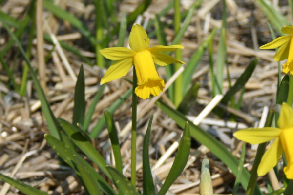 Narcissus 'The Little Gentleman'