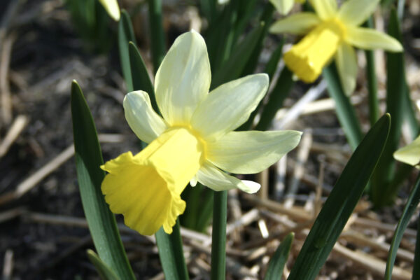 Narcissus 'February Silver'