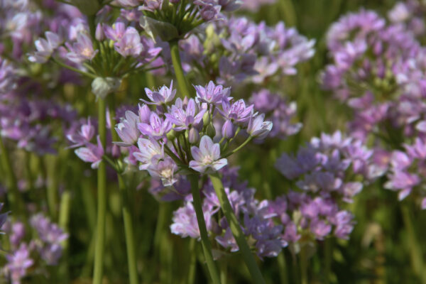 Allium unifolium