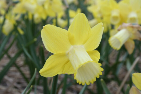 Narcissus 'Inca'