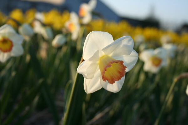 Narcissus 'Signorina'