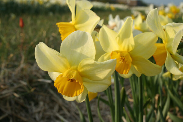 Narcissus 'Larkelli