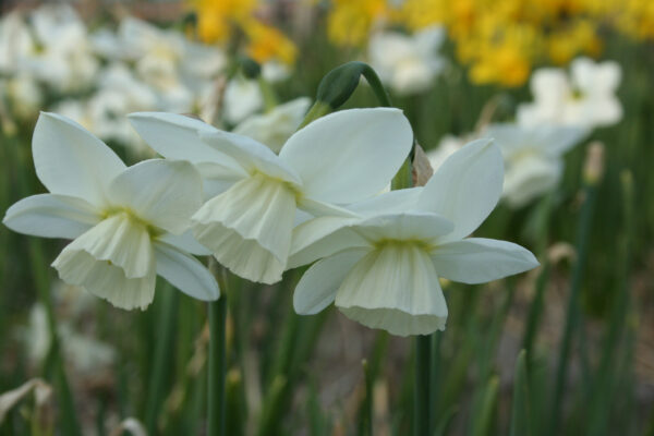 Narcissus 'Saberwing'