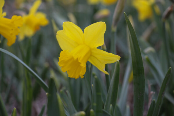 Narcissus 'Trewirgie'