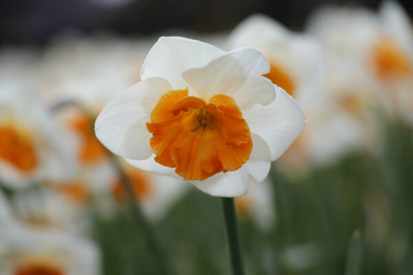 Narcissus 'Conestoga'