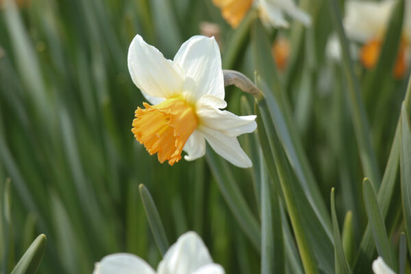 Narcissus 'Penril'