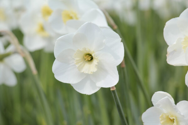 Narcissus 'Glen Cassley'