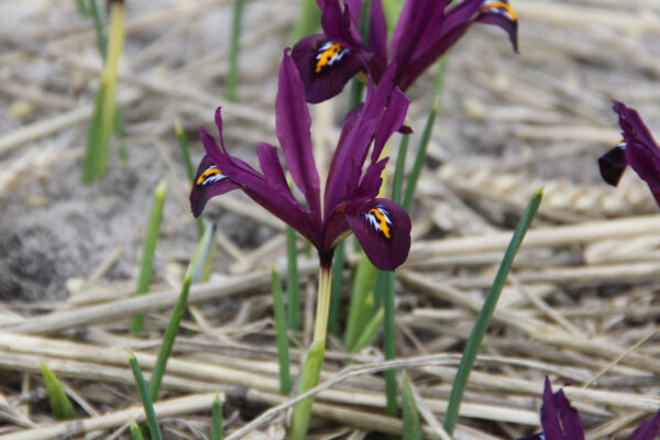Iris reticulata 'J.S. Dijt'