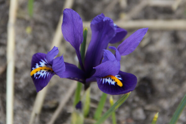 Iris reticulata 'Pixie'
