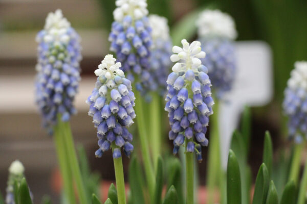 Muscari armeniacum 'Touch of Snow'