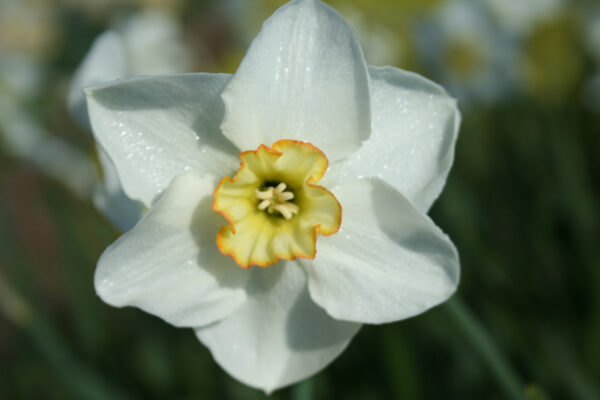 Narcissus 'Royal princess'