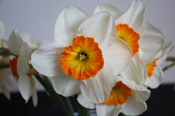 Narcissus 'Amor'
