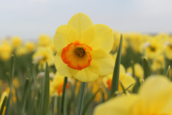 Narcissus 'Bantam'