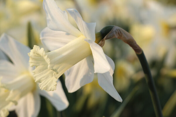 Narcissus 'Beersheba'