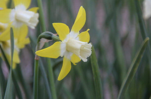 Narcissus 'Canary'
