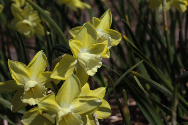 Narcissus 'Chat'