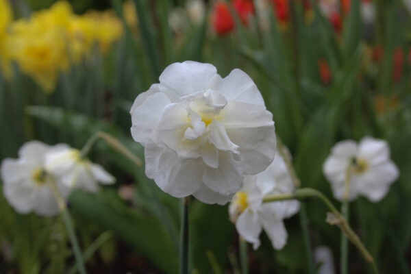 Narcissus 'Daphne'
