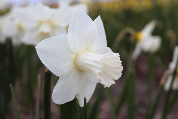 Narcissus 'Delta Flight'