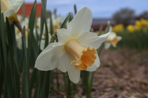 Narcissus 'Delta Wings'