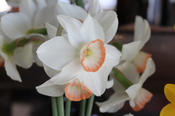 Narcissus 'Elizabeth Ann'