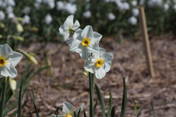 Narcissus 'Elvira'