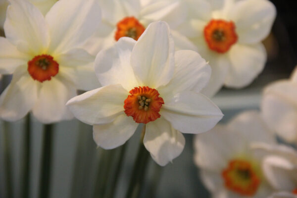 Narcissus 'Firetail'