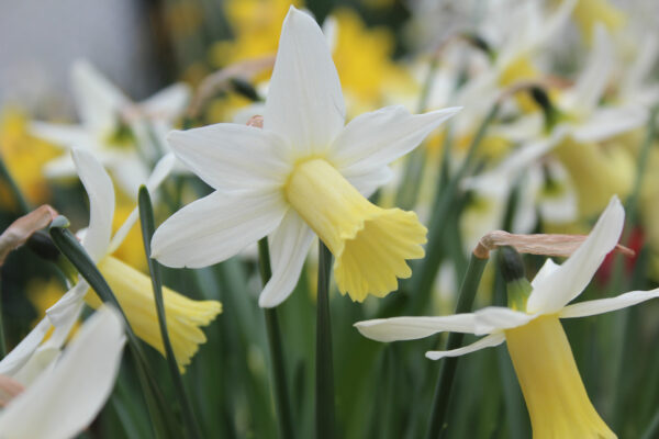 Narcissus 'Ibis'