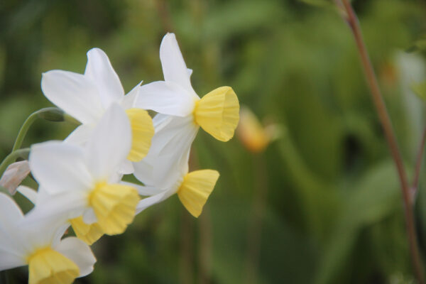 Narcissus 'Jingle Bells'