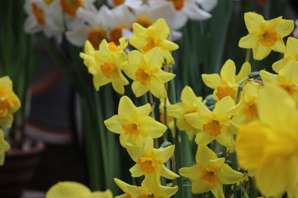 Narcissus 'Kinglet'