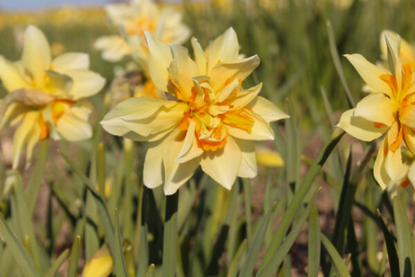 Narcissus 'Richard Bennett'