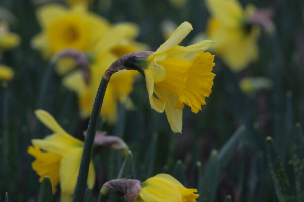 Narcissus 'Rijnveld's Early Sensation'