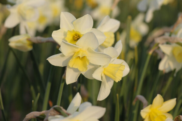 Narcissus 'Snowbunting'