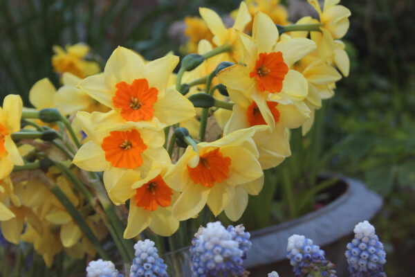 Narcissus 'Suzy'