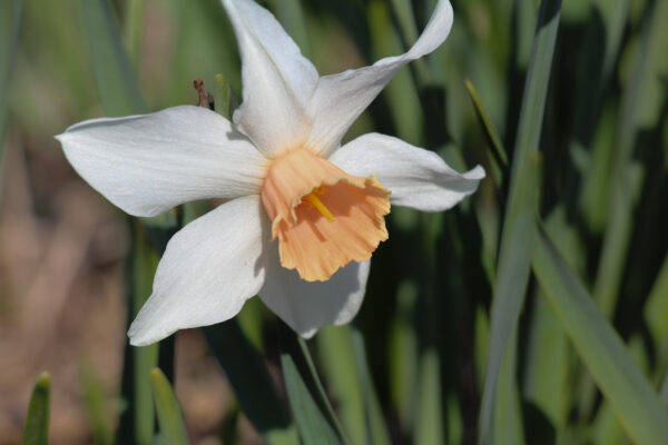 Narcissus 'Swing Wing'