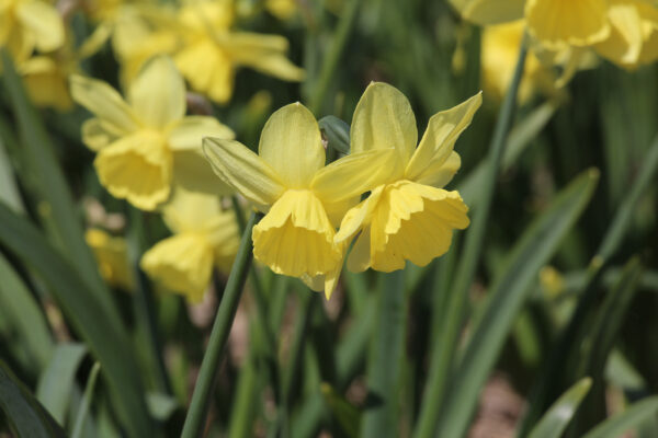 Narcissus 'Thoughtful'