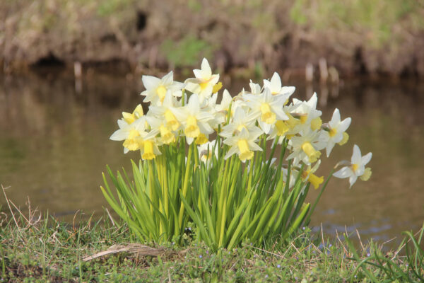Narcissus 'Toby the First'