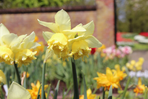 Narcissus 'Toyama'