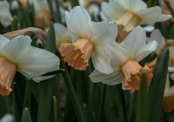 Narcissus 'Urchin'