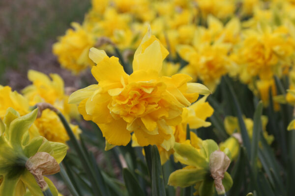 Narcissus 'Telemonius Plenus'