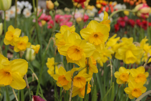 Narcissus 'Walton'