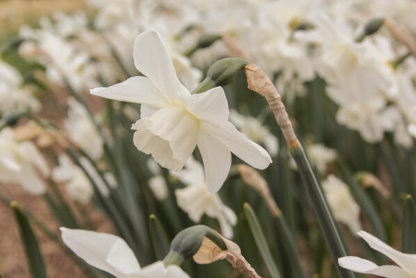 Narcissus 'Waxwing'