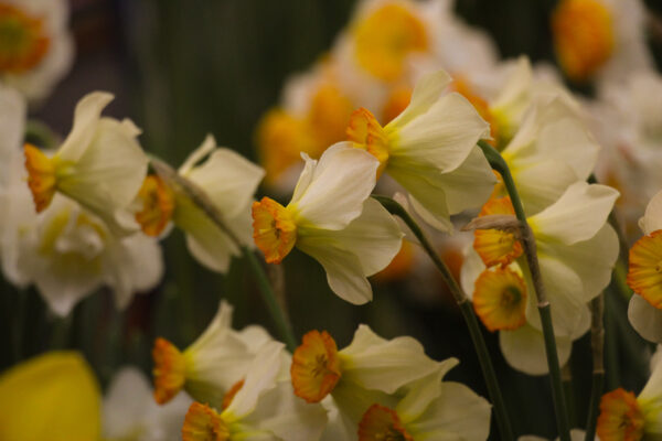 Narcissus 'Whang Hi'
