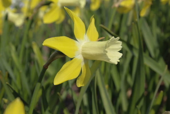 Narcissus 'Wheatear'