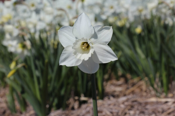 Narcissus 'White Plume'