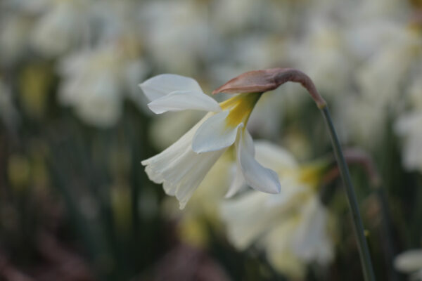 Narcissus moschatus