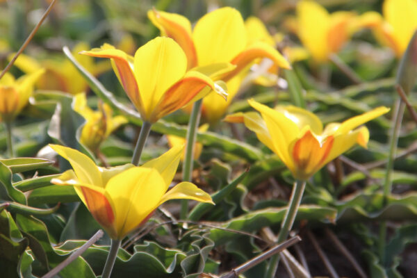 Tulipa kolpakowskiana