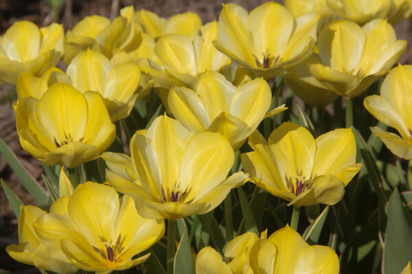 Tulipa 'Easter Moon'