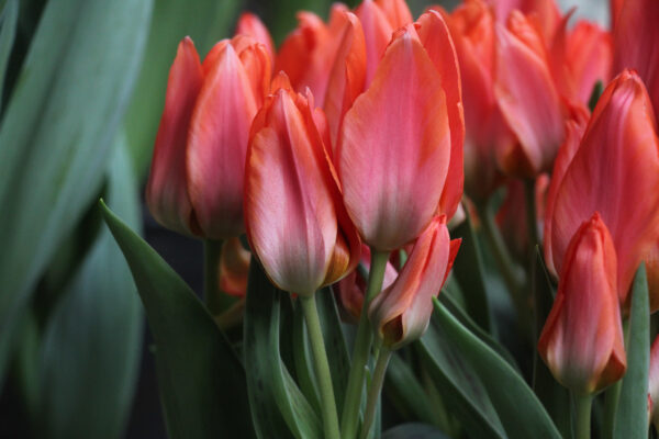 Tulipa 'Orange Toronto'